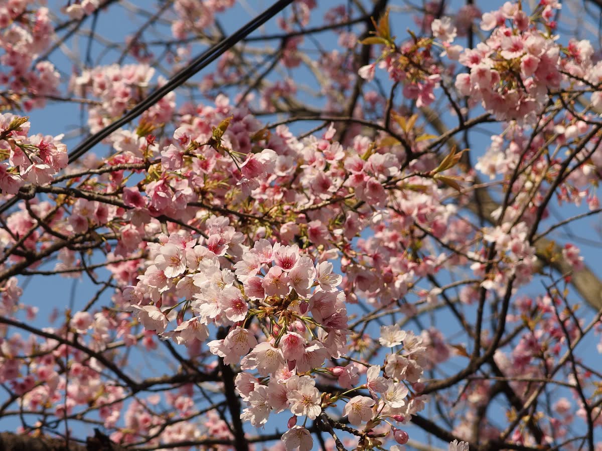Ueno Park, Tokyo